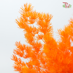 Preserved Asparagus Leaf - Orange (Per Bunch)-Orange-China-prflorist.com.my