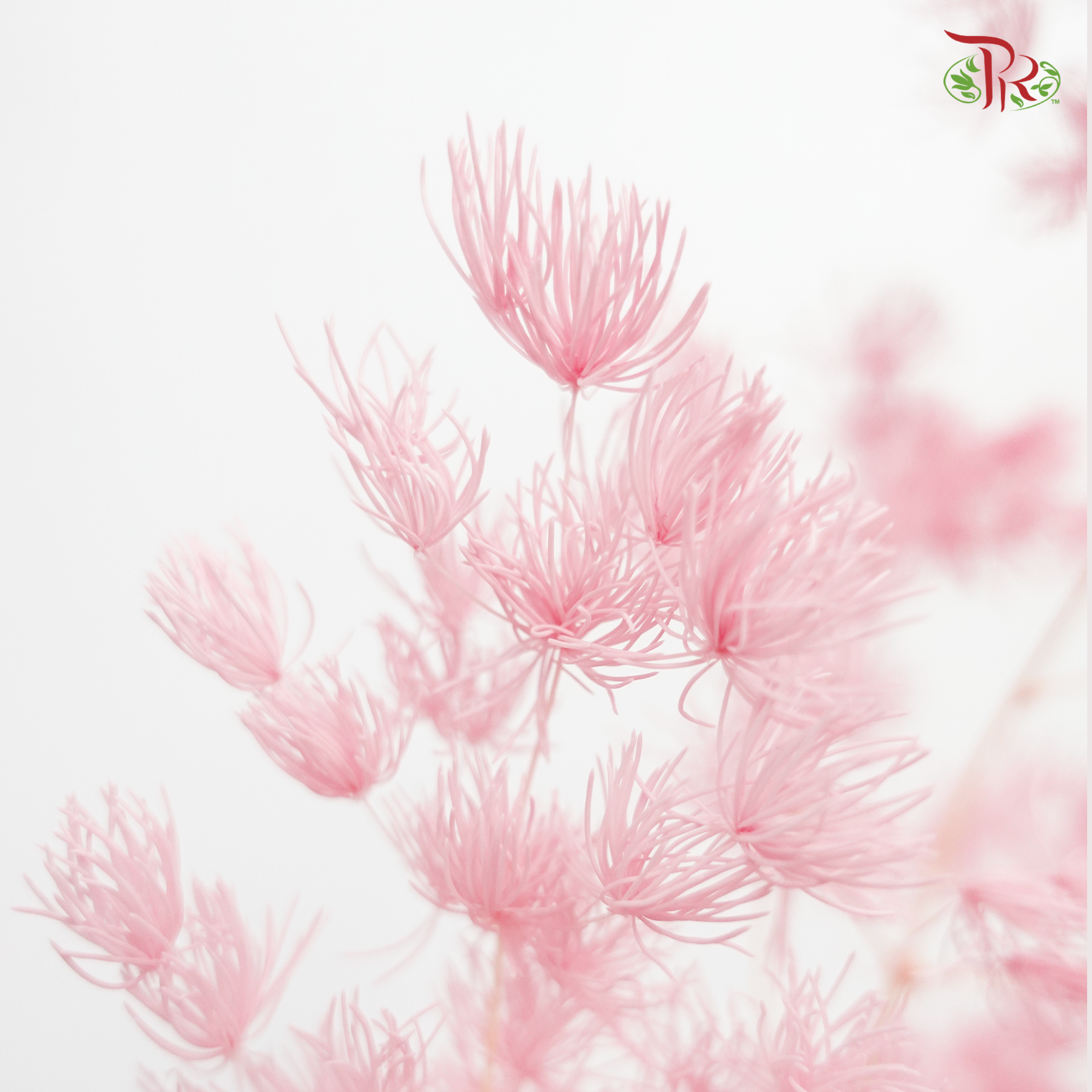 Preserved Asparagus Leaf - Pink (Per Bunch)-Pink-China-prflorist.com.my