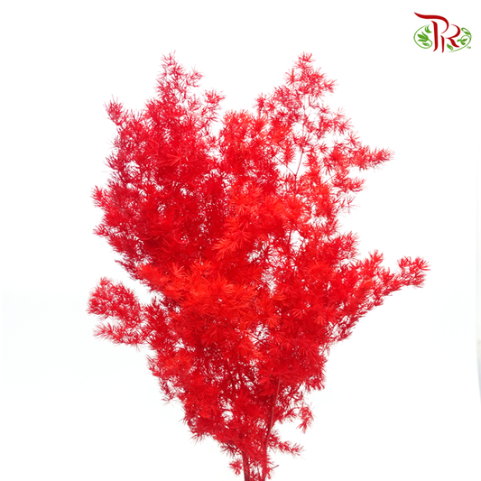Preserved Asparagus Leaf - Red (Per Bunch)-Red-China-prflorist.com.my