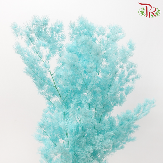 Preserved Asparagus Leaf - Turquoise (Per Bunch)-Turquoise-China-prflorist.com.my