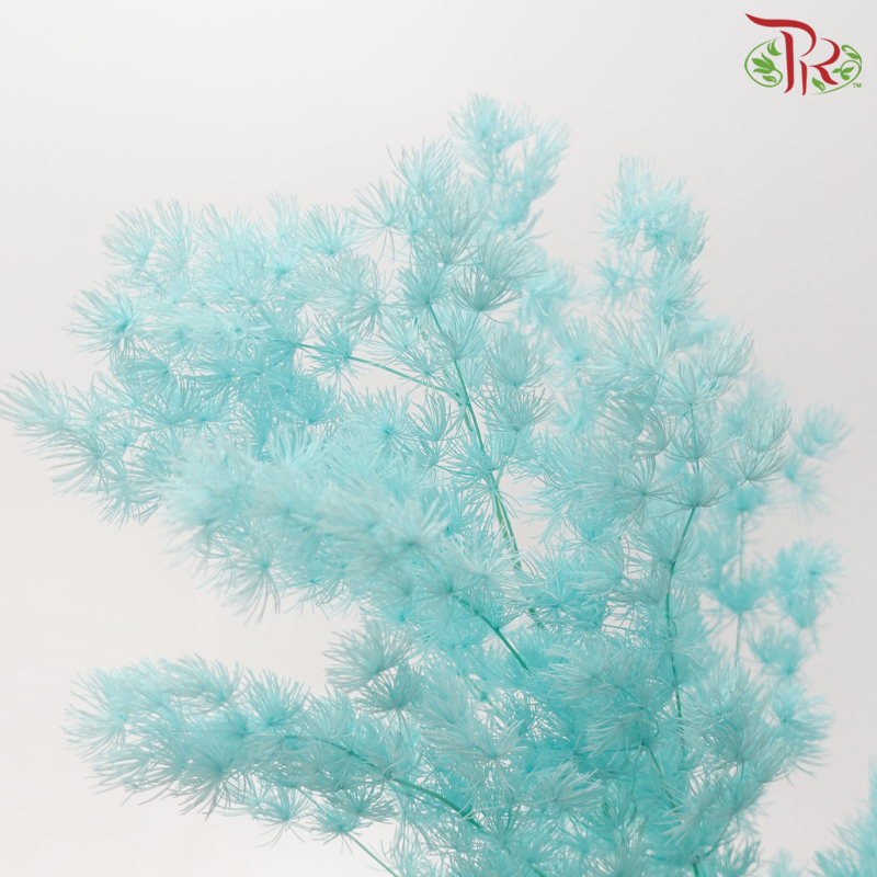 Preserved Asparagus Leaf - Turquoise (Per Bunch)-Turquoise-China-prflorist.com.my