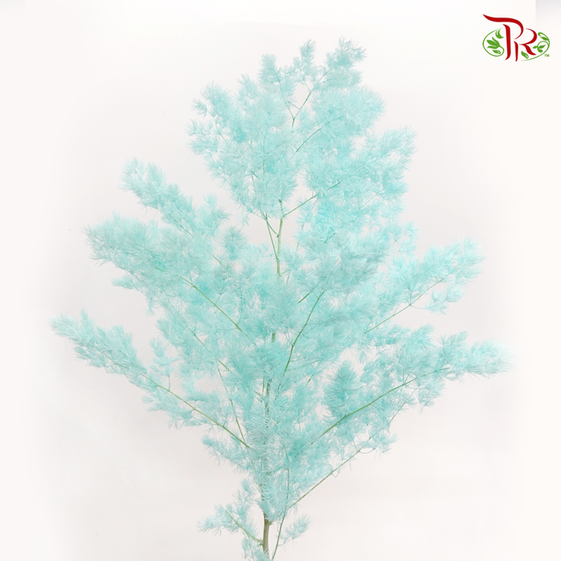 Preserved Asparagus Leaf - Turquoise (Per Bunch)-Turquoise-China-prflorist.com.my