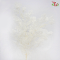 Preserved Asparagus Leaf - White (Per Bunch)-White-China-prflorist.com.my