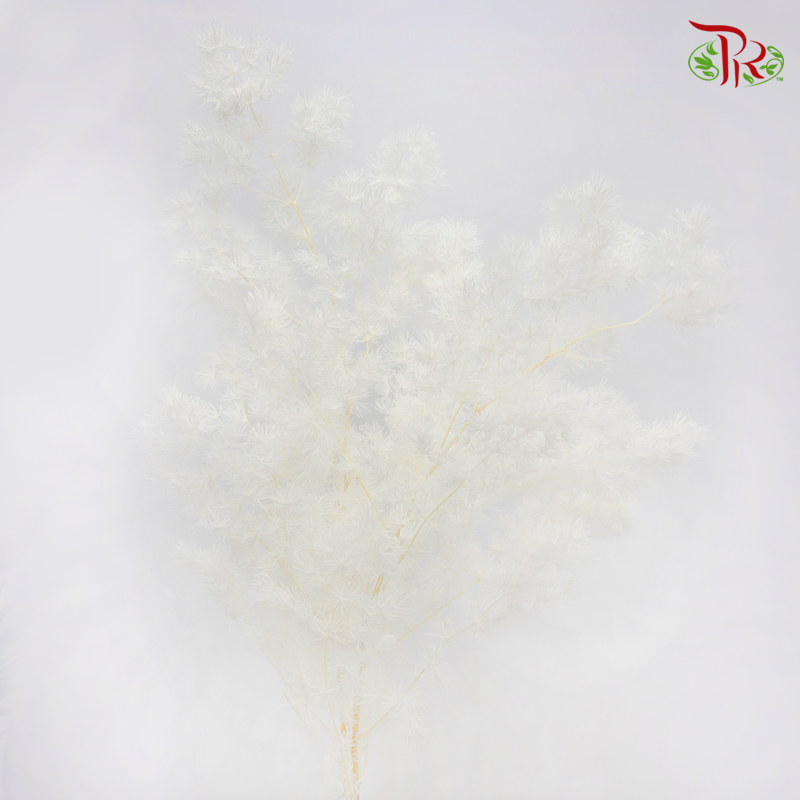Preserved Asparagus Leaf - White (Per Bunch)-White-China-prflorist.com.my