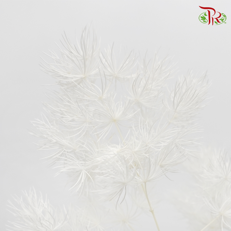 Preserved Asparagus Leaf - White (Per Bunch)-White-China-prflorist.com.my