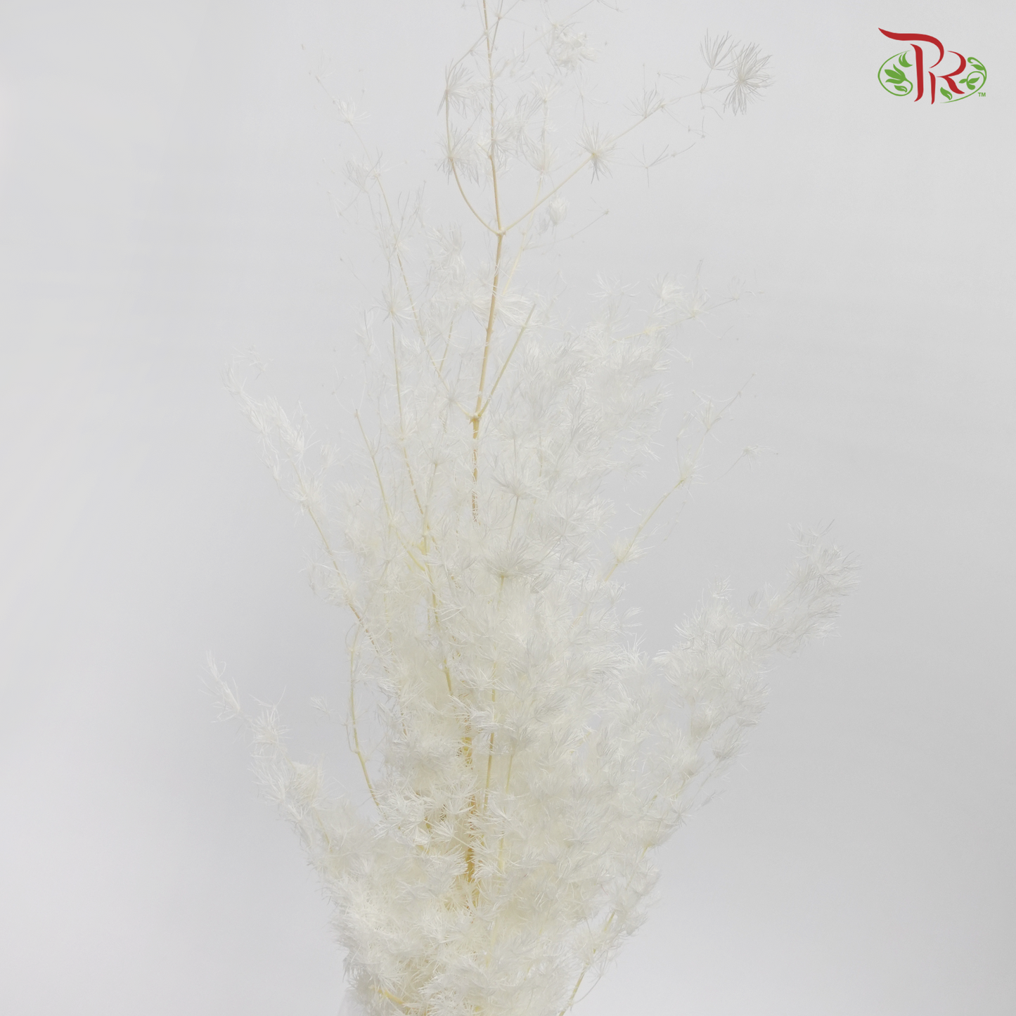 Preserved Asparagus Leaf - White (Per Bunch)-White-China-prflorist.com.my