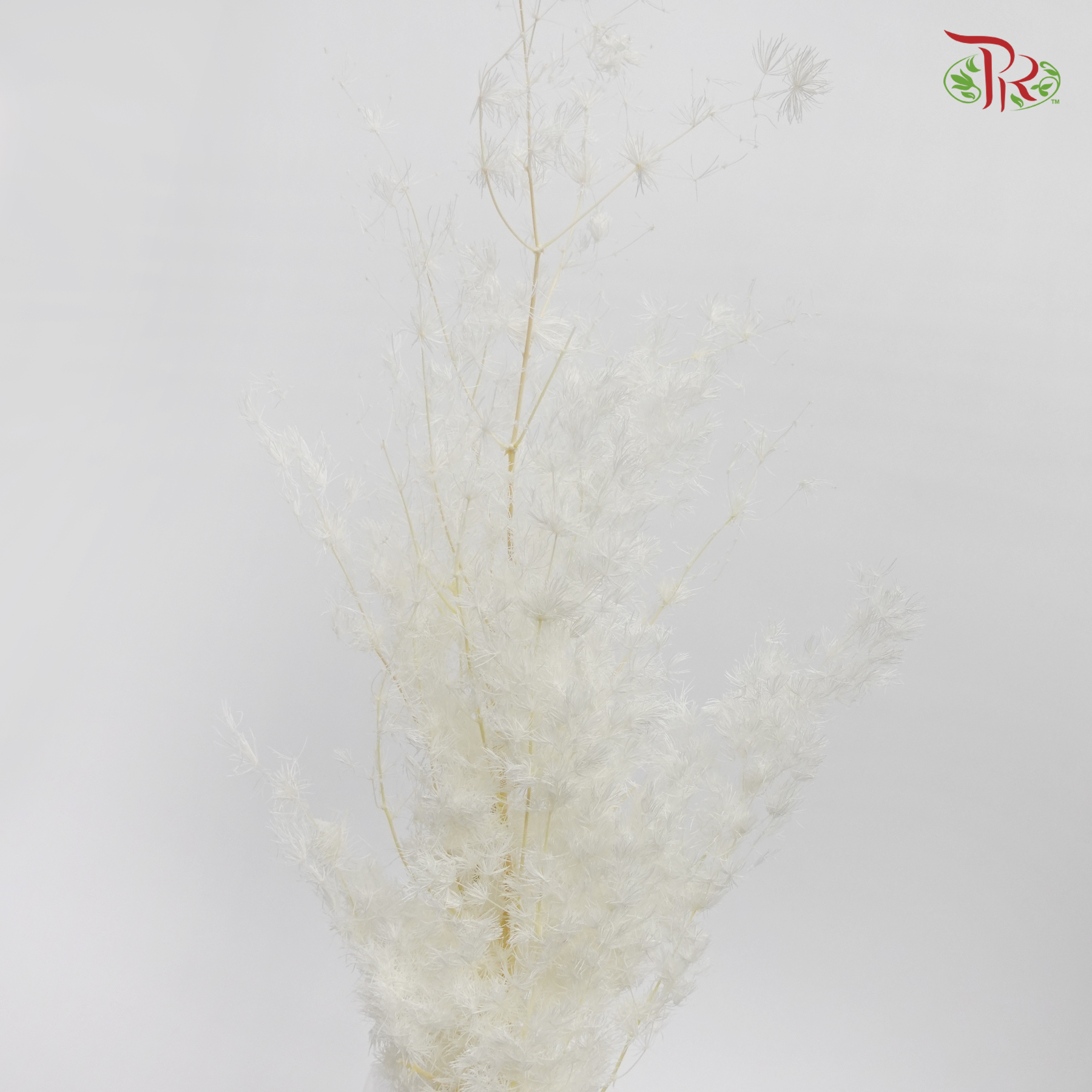 Preserved Asparagus Leaf - White (Per Bunch)-White-China-prflorist.com.my