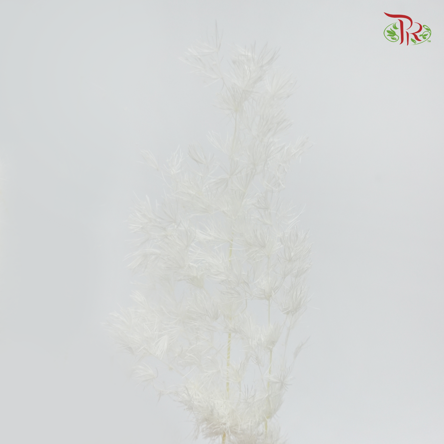 Preserved Asparagus Leaf - White (Per Bunch)-White-China-prflorist.com.my