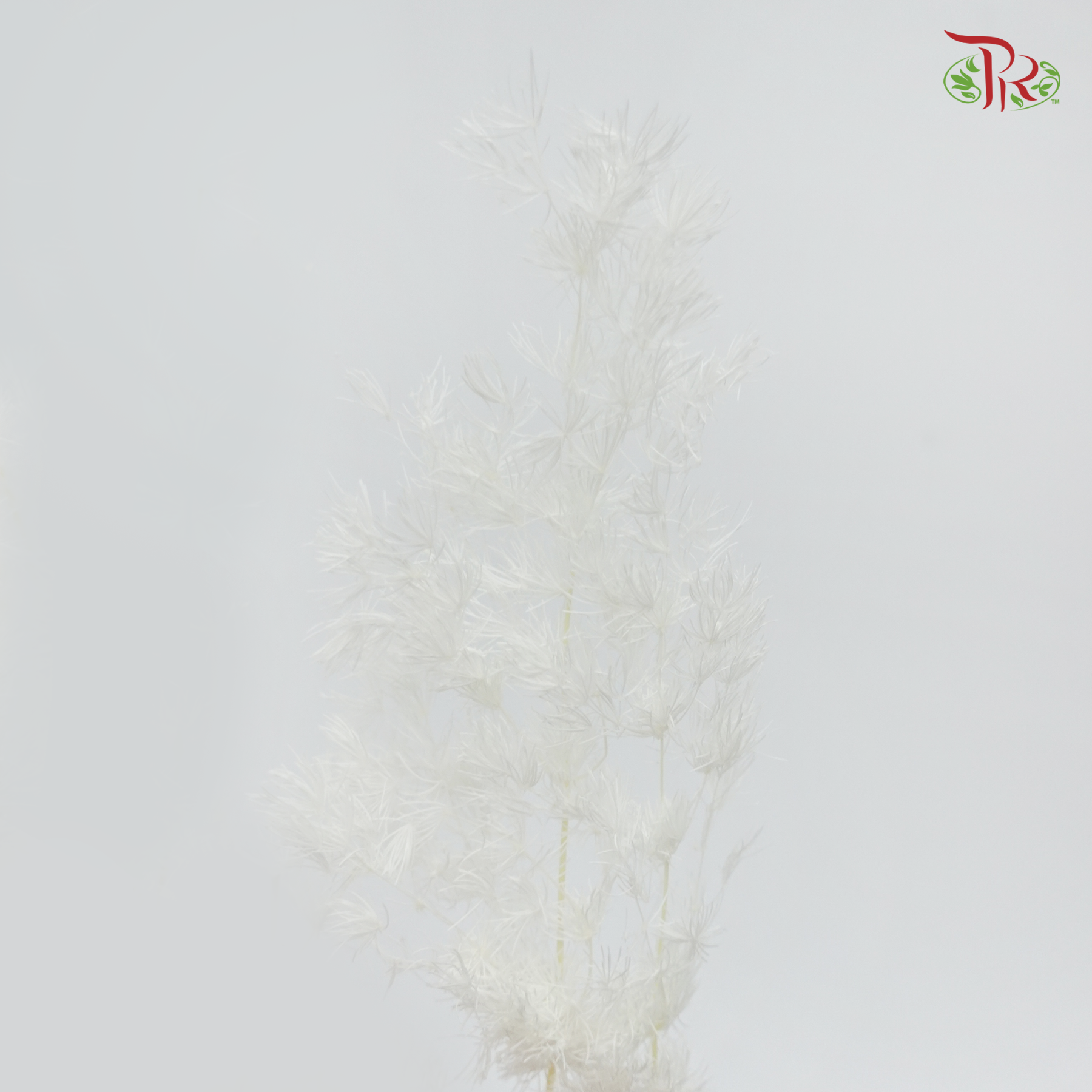 Preserved Asparagus Leaf - White (Per Bunch)-White-China-prflorist.com.my