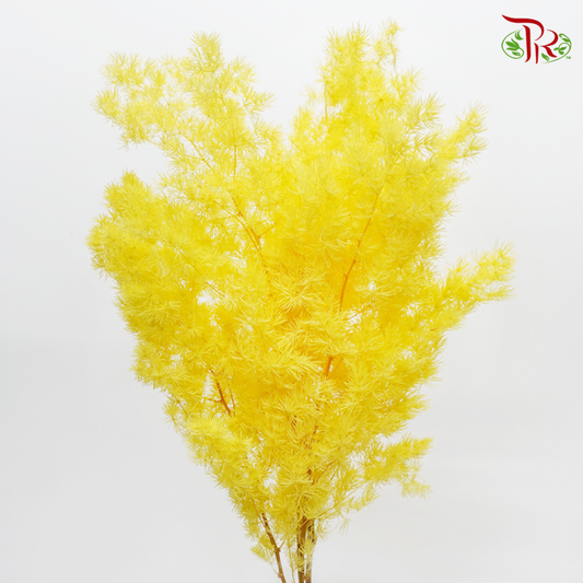 Preserved Asparagus Leaf - Yellow (Per Bunch)-Yellow-China-prflorist.com.my