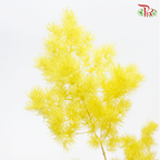 Preserved Asparagus Leaf - Yellow (Per Bunch)-Yellow-China-prflorist.com.my