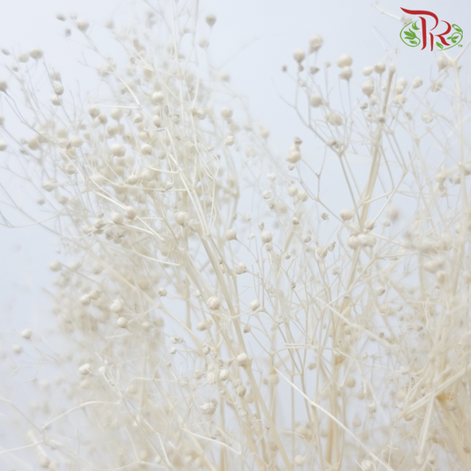 Preserved Baby's Breath - Beige (Per Bunch)-Beige-China-prflorist.com.my