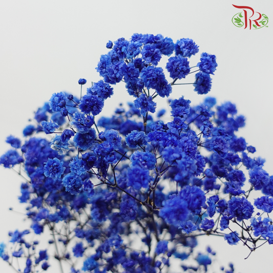 Preserved Baby's Breath - Dark Blue (Per Bunch)-Dark Blue-China-prflorist.com.my