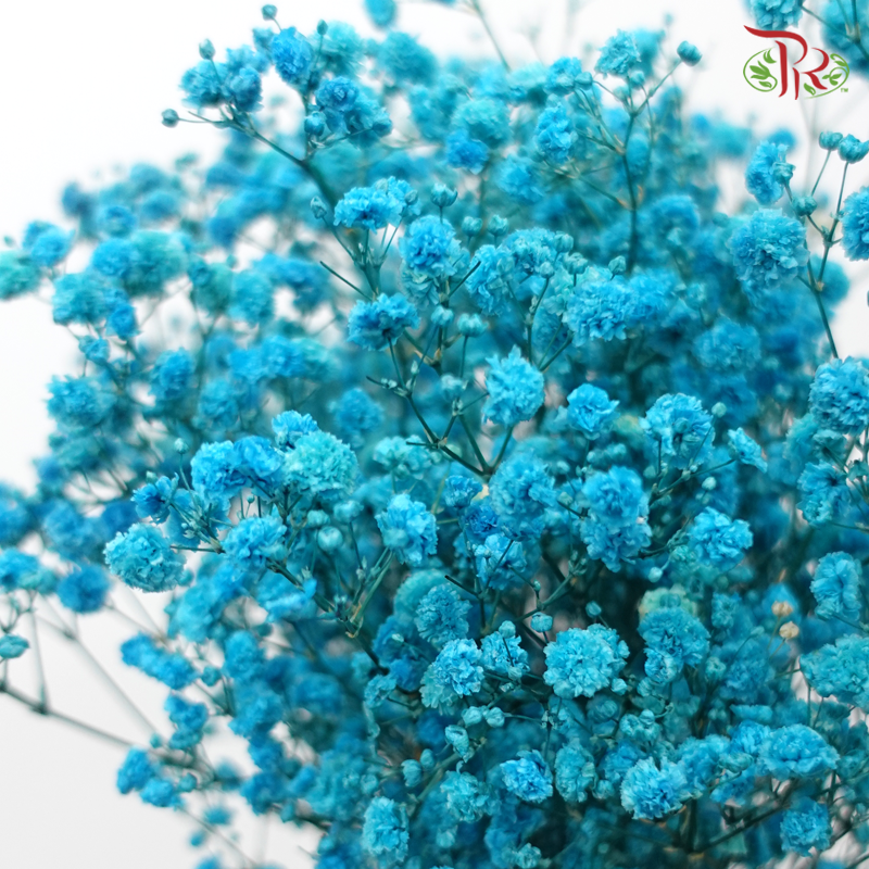 Preserved Baby's Breath - Dark Turquoise-Turquoise-China-prflorist.com.my