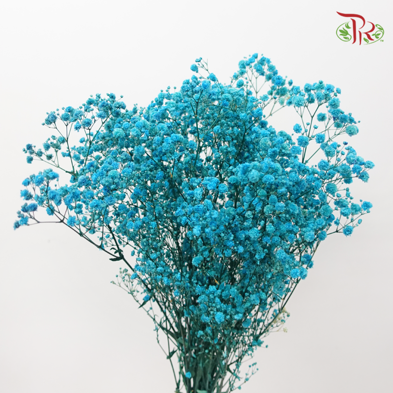 Preserved Baby's Breath - Dark Turquoise-Turquoise-China-prflorist.com.my