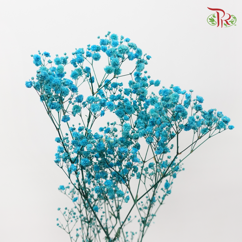 Preserved Baby's Breath - Dark Turquoise-Turquoise-China-prflorist.com.my