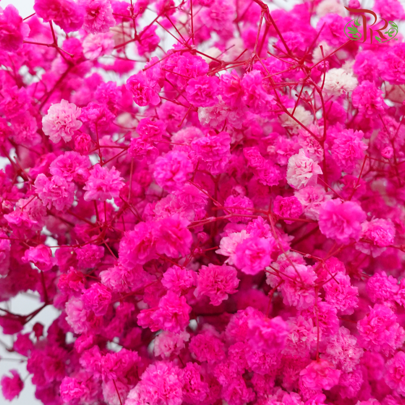 Preserved Baby's Breath - Hot Pink-Pink-China-prflorist.com.my