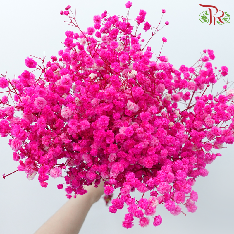 Preserved Baby's Breath - Hot Pink-Pink-China-prflorist.com.my