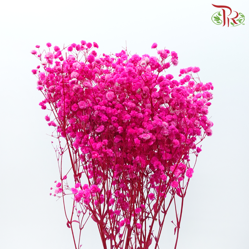 Preserved Baby's Breath - Hot Pink-Pink-China-prflorist.com.my