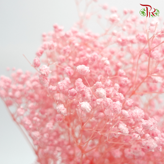 Preserved Baby's Breath- Light Pink #5-Pink-China-prflorist.com.my