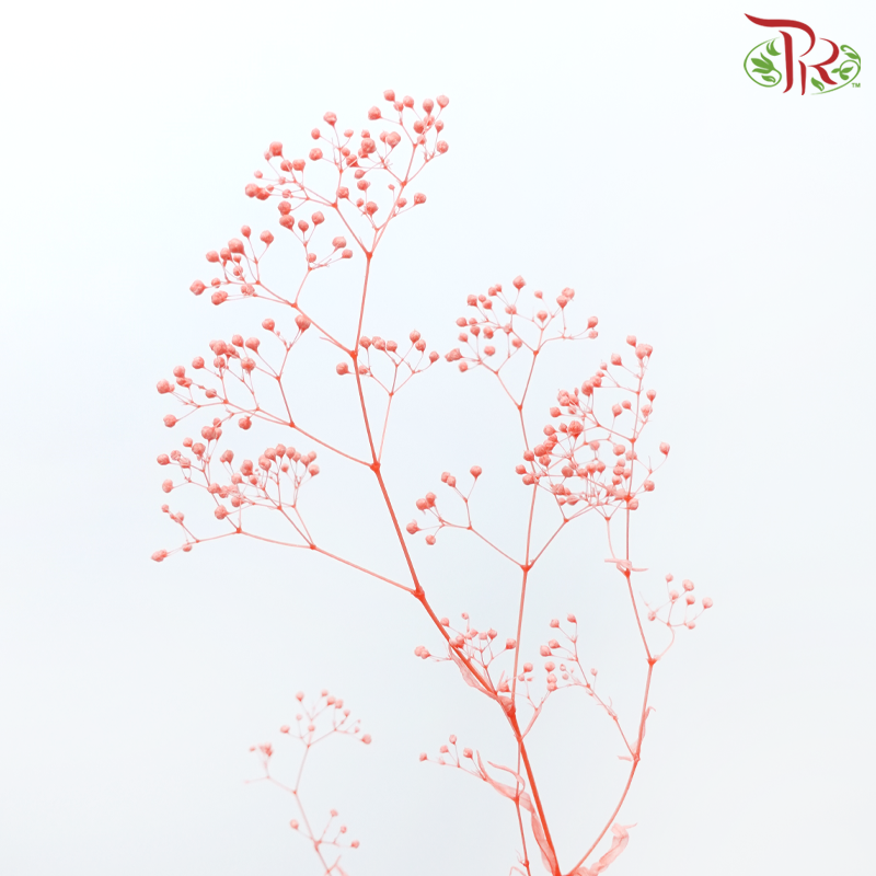 Preserved Baby's Breath - Light Red (Per Bunch)-Light Red-China-prflorist.com.my