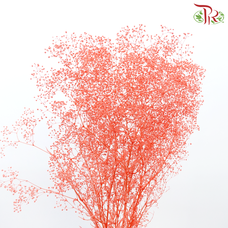 Preserved Baby's Breath - Light Red (Per Bunch)-Light Red-China-prflorist.com.my