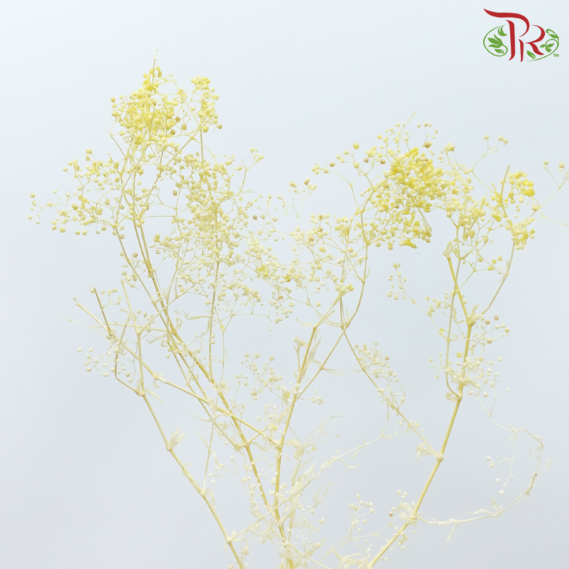 Preserved Baby's Breath - Light Yellow-Yellow-China-prflorist.com.my