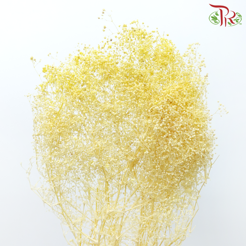 Preserved Baby's Breath - Light Yellow-Yellow-China-prflorist.com.my