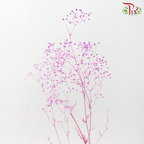 Preserved Baby's Breath - Lilac (Per Bunch)-Pink Purple-China-prflorist.com.my