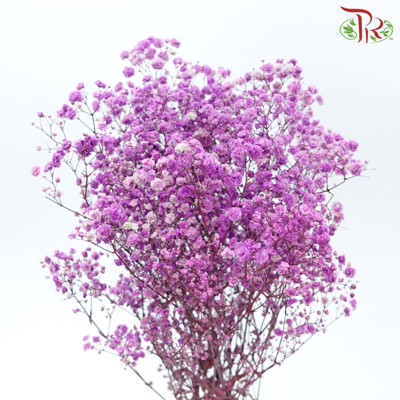 Preserved Baby's Breath - Mauve Purple (Per Bunch)-Purple-China-prflorist.com.my