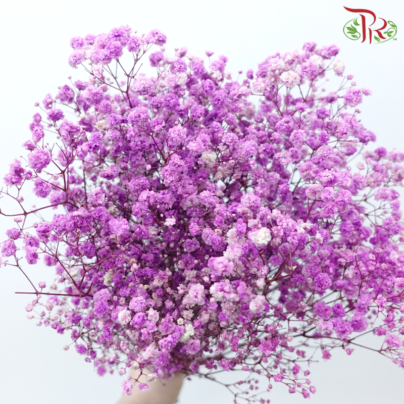 Preserved Baby's Breath - Mauve Purple (Per Bunch)-Purple-China-prflorist.com.my