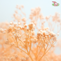 Preserved Baby's Breath - Peach Orange (Per Bunch)#4-Orange-China-prflorist.com.my
