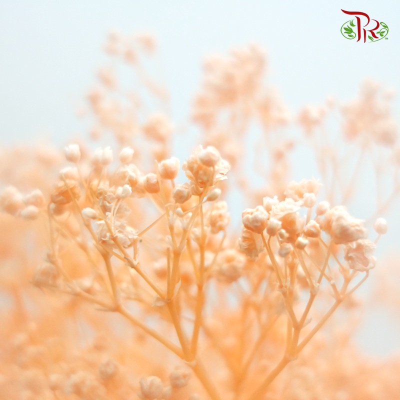 Preserved Baby's Breath - Peach Orange (Per Bunch)#4-Orange-China-prflorist.com.my
