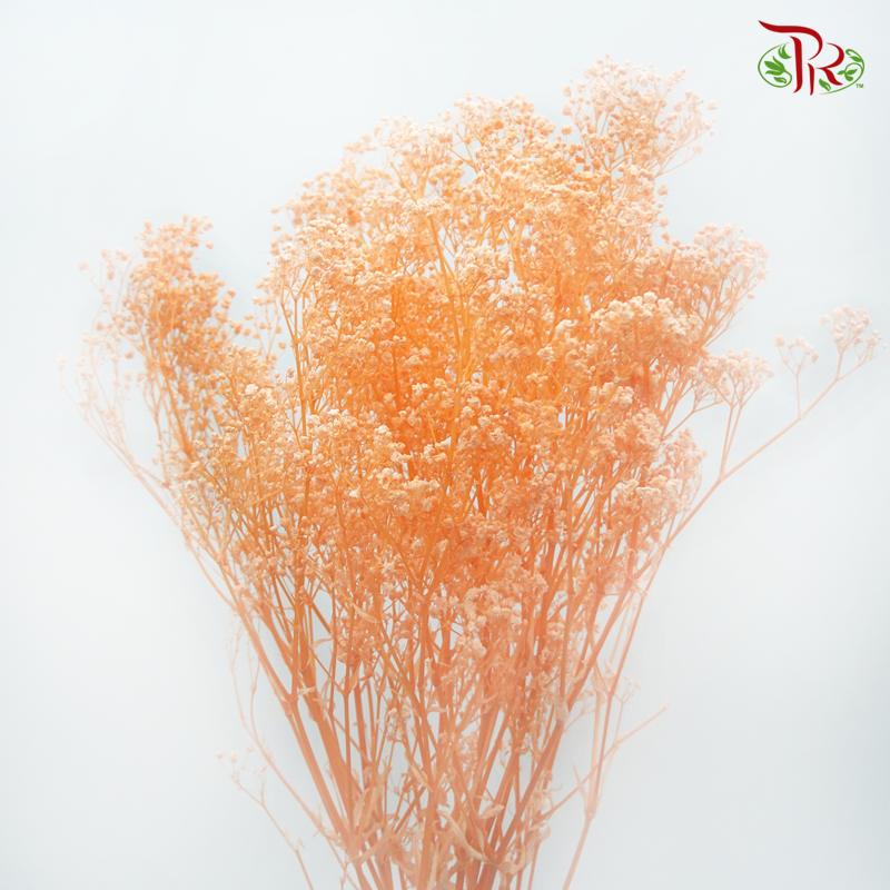 Preserved Baby's Breath - Peach Orange (Per Bunch)#4-Orange-China-prflorist.com.my