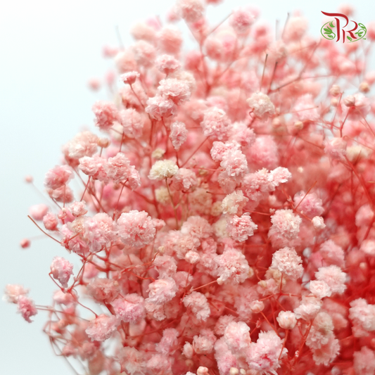 Preserved Baby's Breath - Peachy Pink-Pink-China-prflorist.com.my