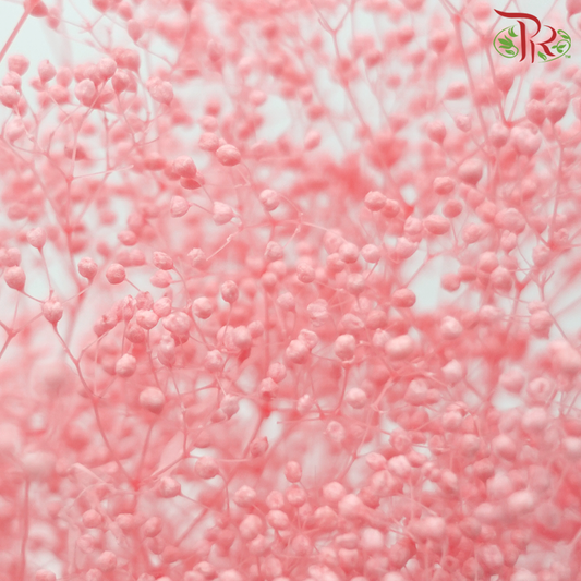 Preserved Baby's Breath - Pink Peach (Per Bunch)-Pink Peach-China-prflorist.com.my