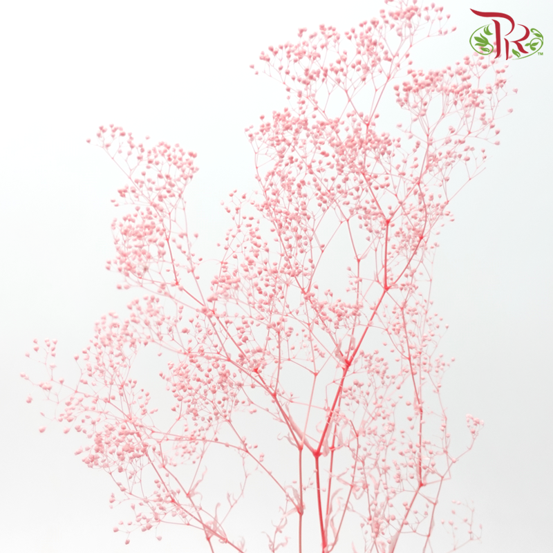 Preserved Baby's Breath - Pink Peach (Per Bunch)-Pink Peach-China-prflorist.com.my