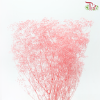 Preserved Baby's Breath - Pink Peach (Per Bunch)-Pink Peach-China-prflorist.com.my