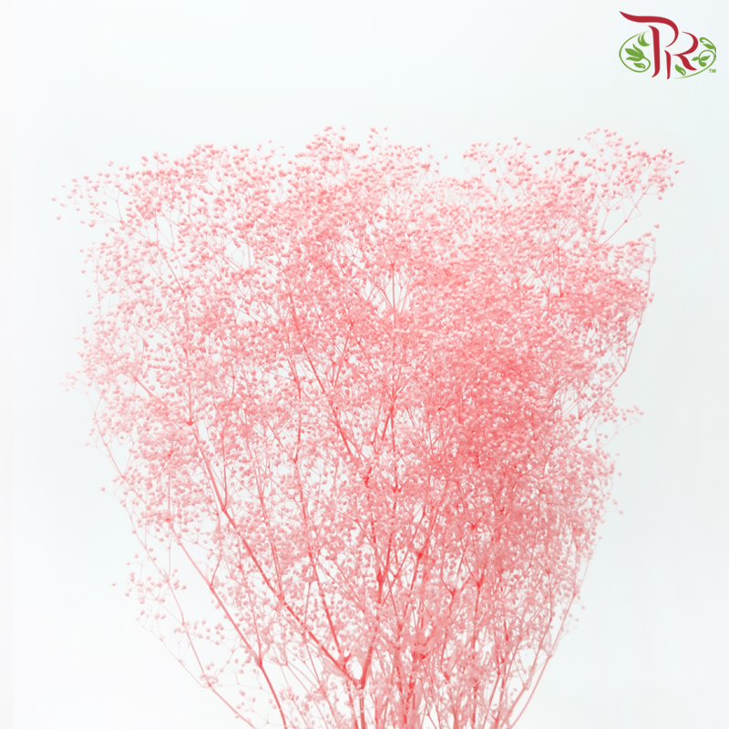 Preserved Baby's Breath - Pink Peach (Per Bunch)-Pink Peach-China-prflorist.com.my