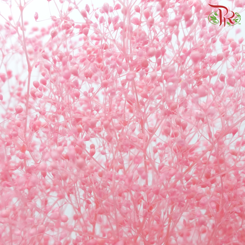 Preserved Baby's Breath - Pink-Pink-China-prflorist.com.my