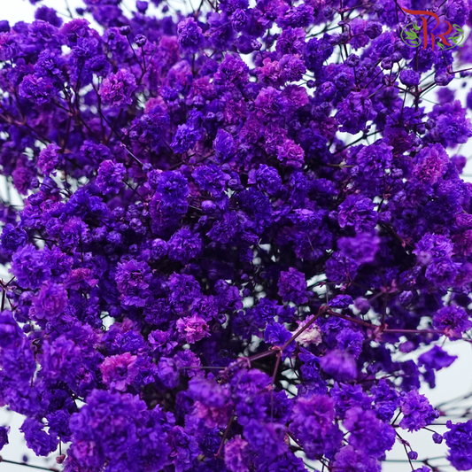 Preserved Baby's Breath - Purple Galaxy-Purple-China-prflorist.com.my