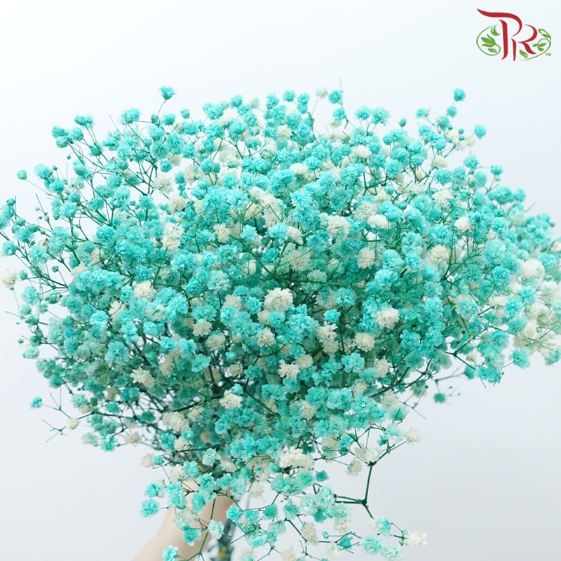 Preserved Baby's Breath - Turquoise-Turquoise-China-prflorist.com.my