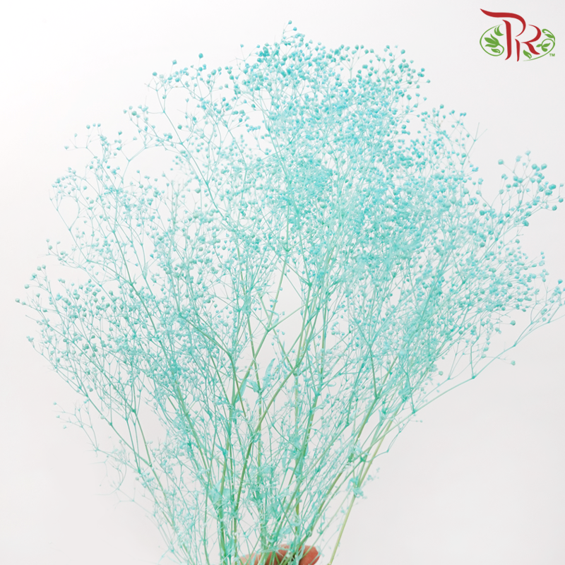 Preserved Baby's Breath - Turquoise-Turquoise-China-prflorist.com.my
