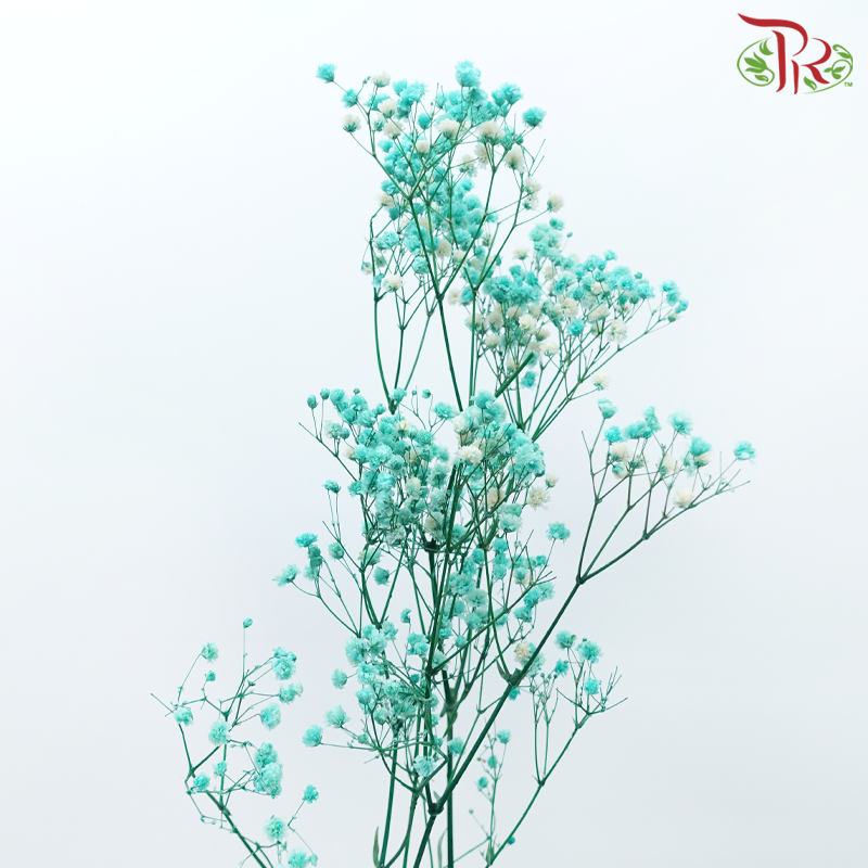 Preserved Baby's Breath - Turquoise-Turquoise-China-prflorist.com.my
