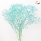 Preserved Baby's Breath - Turquoise-Turquoise-China-prflorist.com.my