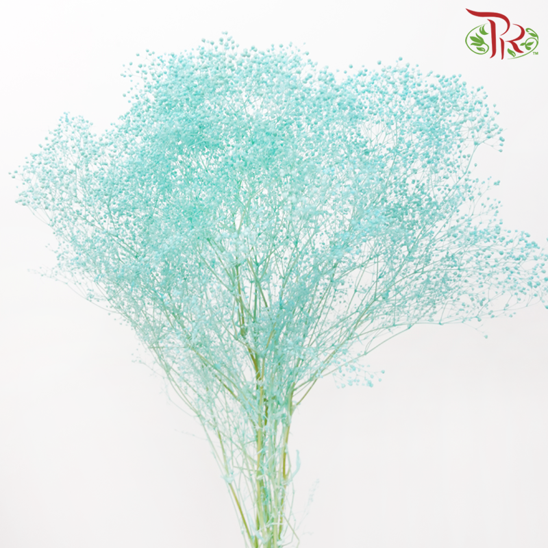 Preserved Baby's Breath - Turquoise-Turquoise-China-prflorist.com.my