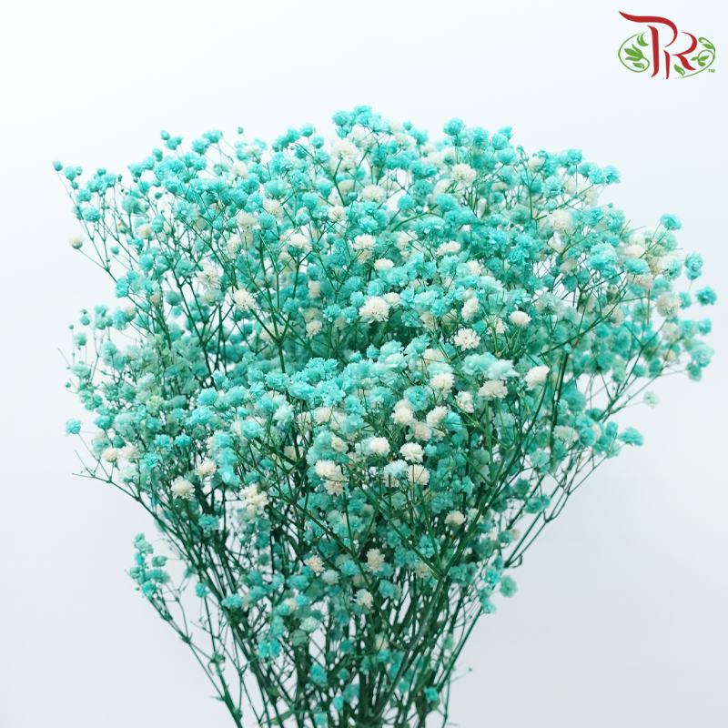 Preserved Baby's Breath - Turquoise-Turquoise-China-prflorist.com.my