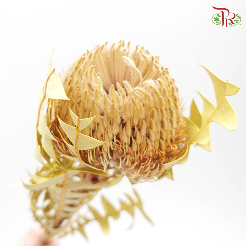 Preserved Banksia (4039-0-000)-Brown-Japan-prflorist.com.my