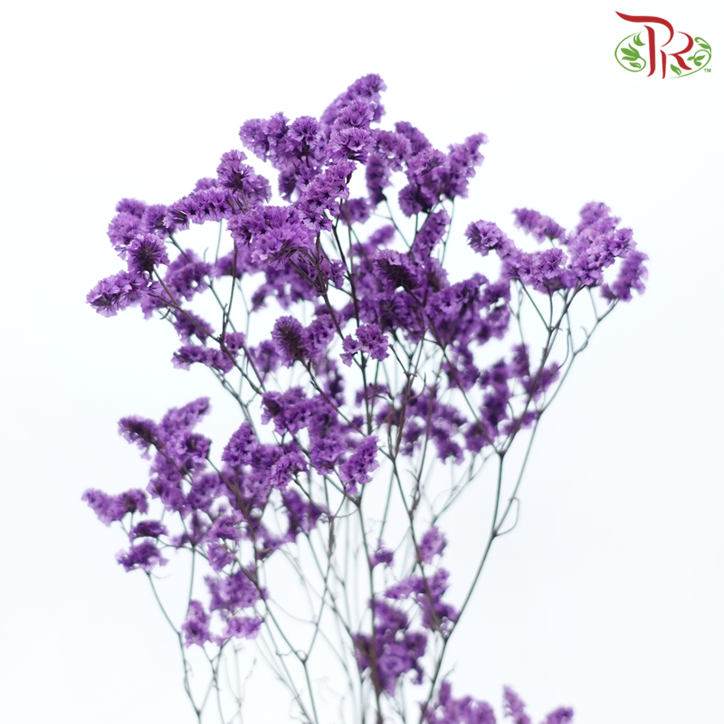 Preserved Caspia - Purple (Per Bunch)-Purple-China-prflorist.com.my