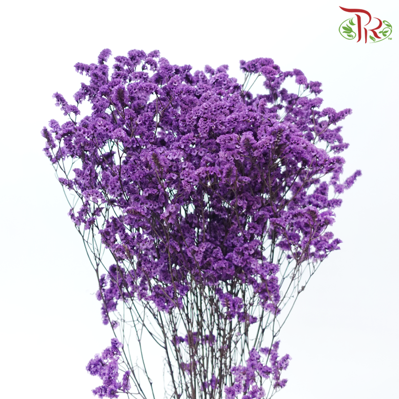 Preserved Caspia - Purple (Per Bunch)-Purple-China-prflorist.com.my